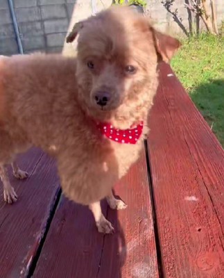 ある意味完璧な羊!?