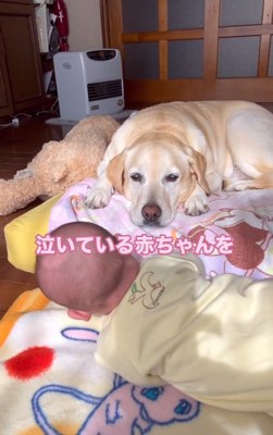 耳が動くベルちゃん