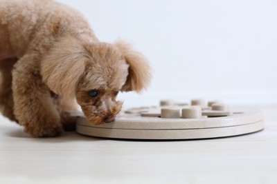 知育玩具で遊ぶトイプードル