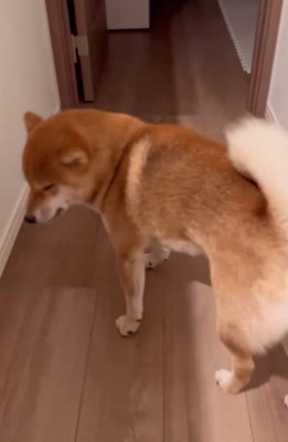 歩く柴犬