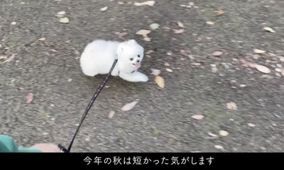 お散歩中