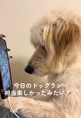 画面に近づく犬1