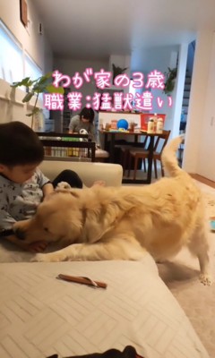 男の子の腕にじゃれつく大型犬