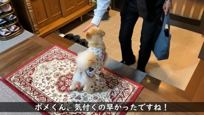 玄関で男性を出迎える犬