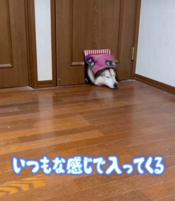 猫用ドアから侵入!?
