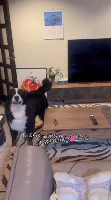 リビングで飼い主を見つめる犬