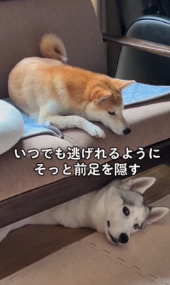 先輩犬には逆らえない