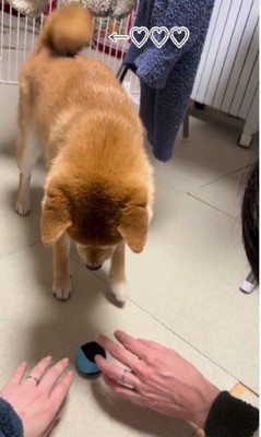 「居合勝負」が好き