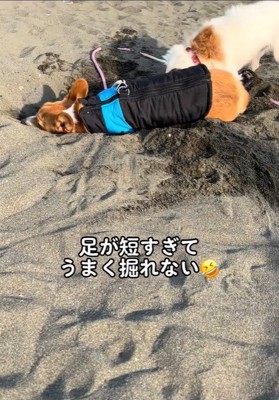 穴掘りを教わるラティちゃん4