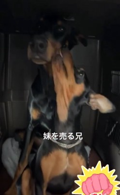 妹犬の顔を舐める兄犬