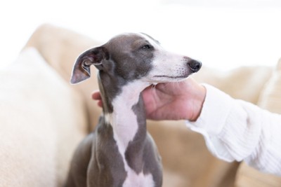 なでられるイタリアングレイハウンド犬