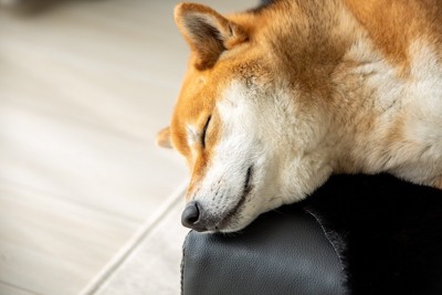 寝る柴犬、顔アップ