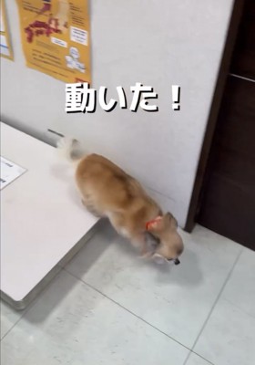 体重計から降りる犬
