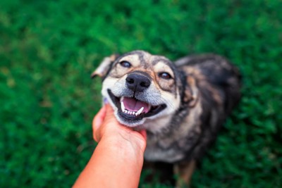 顎の下を撫でられて嬉しそうな犬