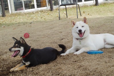 地面で伏せて休む2匹の柴犬