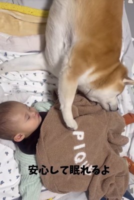 眠る赤ちゃんと柴犬