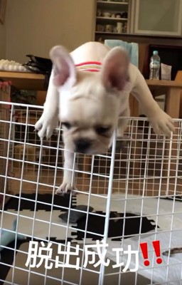 脱出成功するふく丸くん