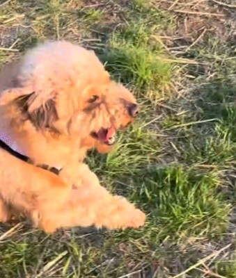 原っぱを駆け出す犬
