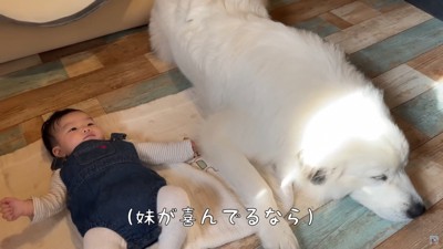 隣で寝るシュシュちゃん