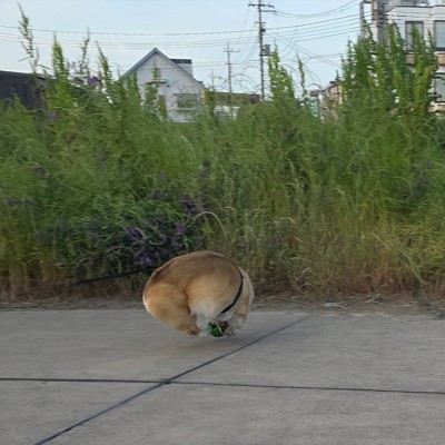 ボール化