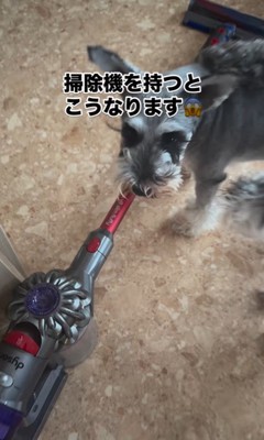 掃除機を嫌がるシュナウザーたち2