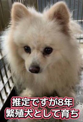 繁殖犬時代のもこちゃん