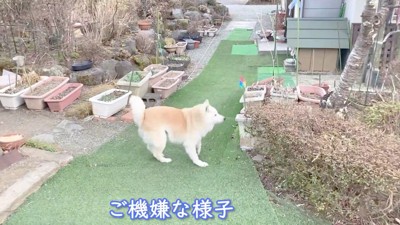 再び元気いっぱいに!