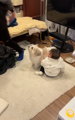 ぽんちゃんのSP小太郎くん