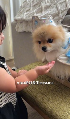 幼児と小型犬