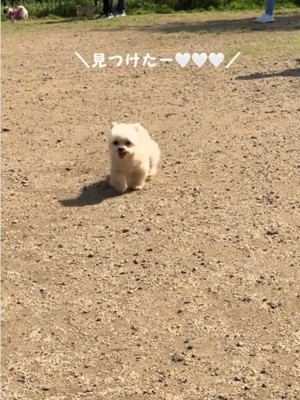 走って来る犬