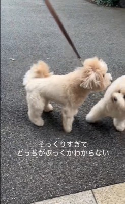 そっくりなワンコ2匹3