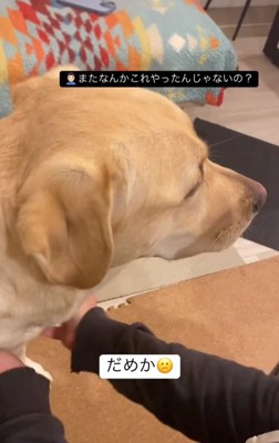 パパにたしなめられるらんらんちゃん