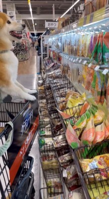 前足をかけておやつ棚をじっと見つめる犬