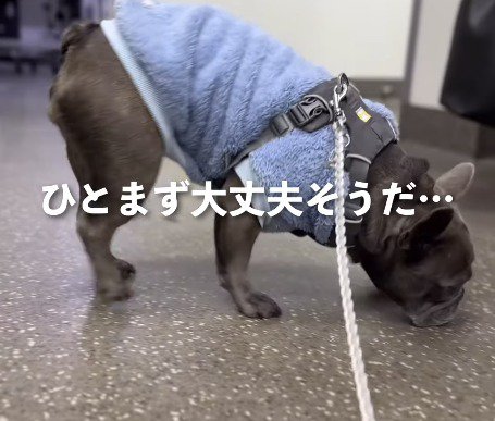 床の匂いを嗅ぐ犬