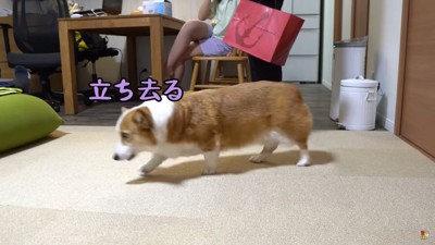 歩く犬とスーツの男性