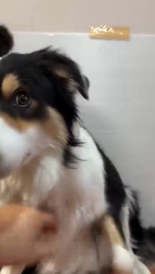 カメラへ視線を向ける犬
