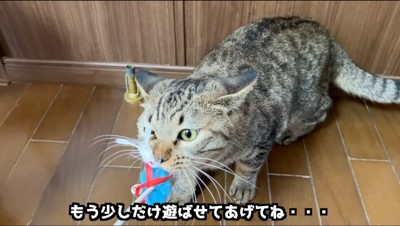 おもちゃを咥える猫