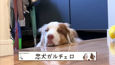 玄関で待つガルチェロくん