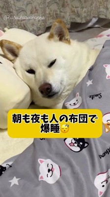 家族の布団の中に潜り込む犬