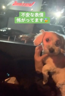 不安そうな犬