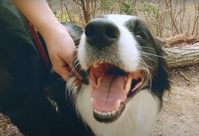 飼い主に寄り添う犬のアップ