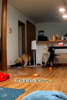 ビクビクするこむぎ君