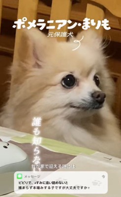 まりもちゃんの変化2