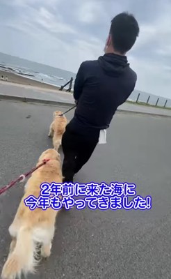 飼い主の横に2頭の大型犬