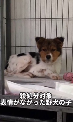 感情が欠如していた