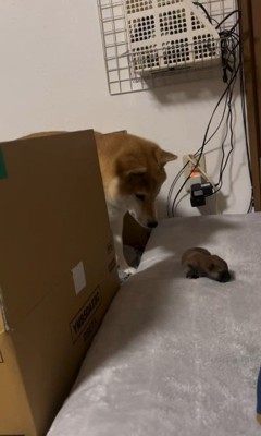 赤ちゃん犬が脱走した時のまめちゃん