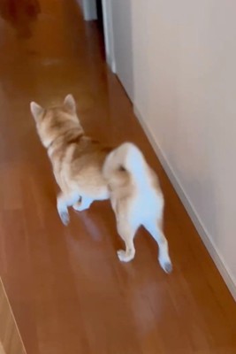 男性の方へ駆け寄っていく犬