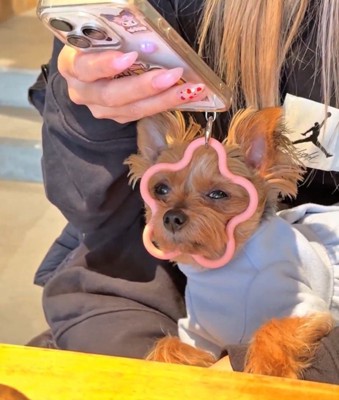 飼い主さんをじーっ