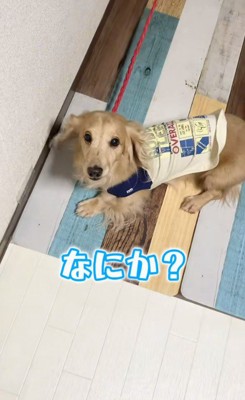 さらお君を病院に連れて行ったら9