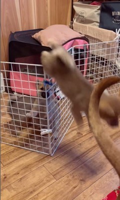 3匹の赤ちゃん犬の脱走3